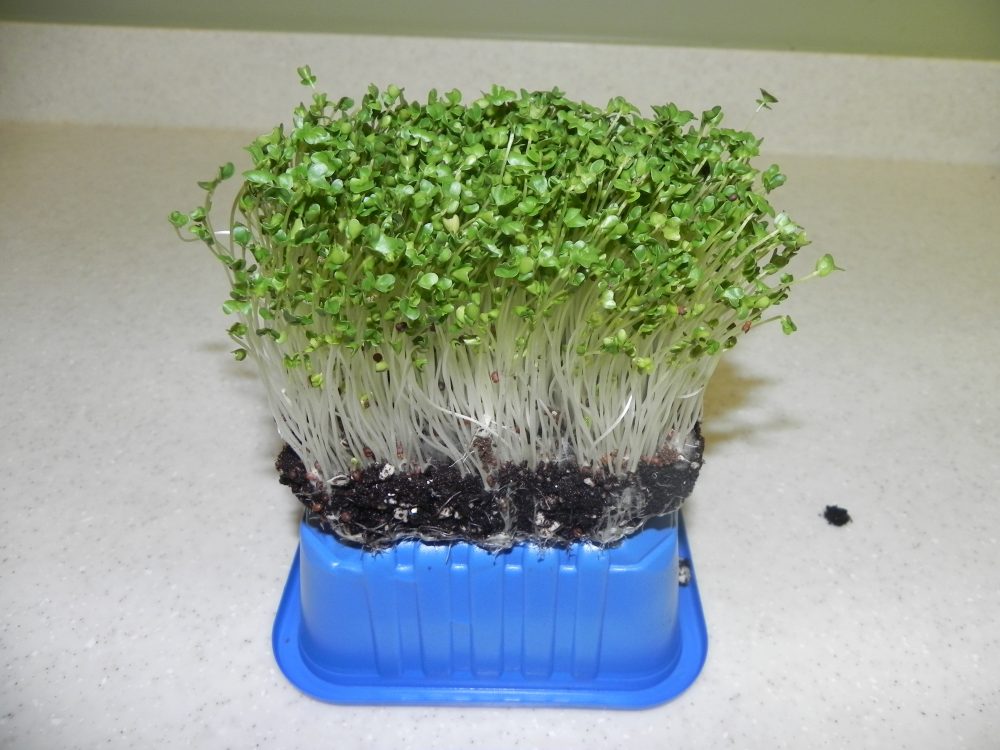 planting broccoli seeds indoors