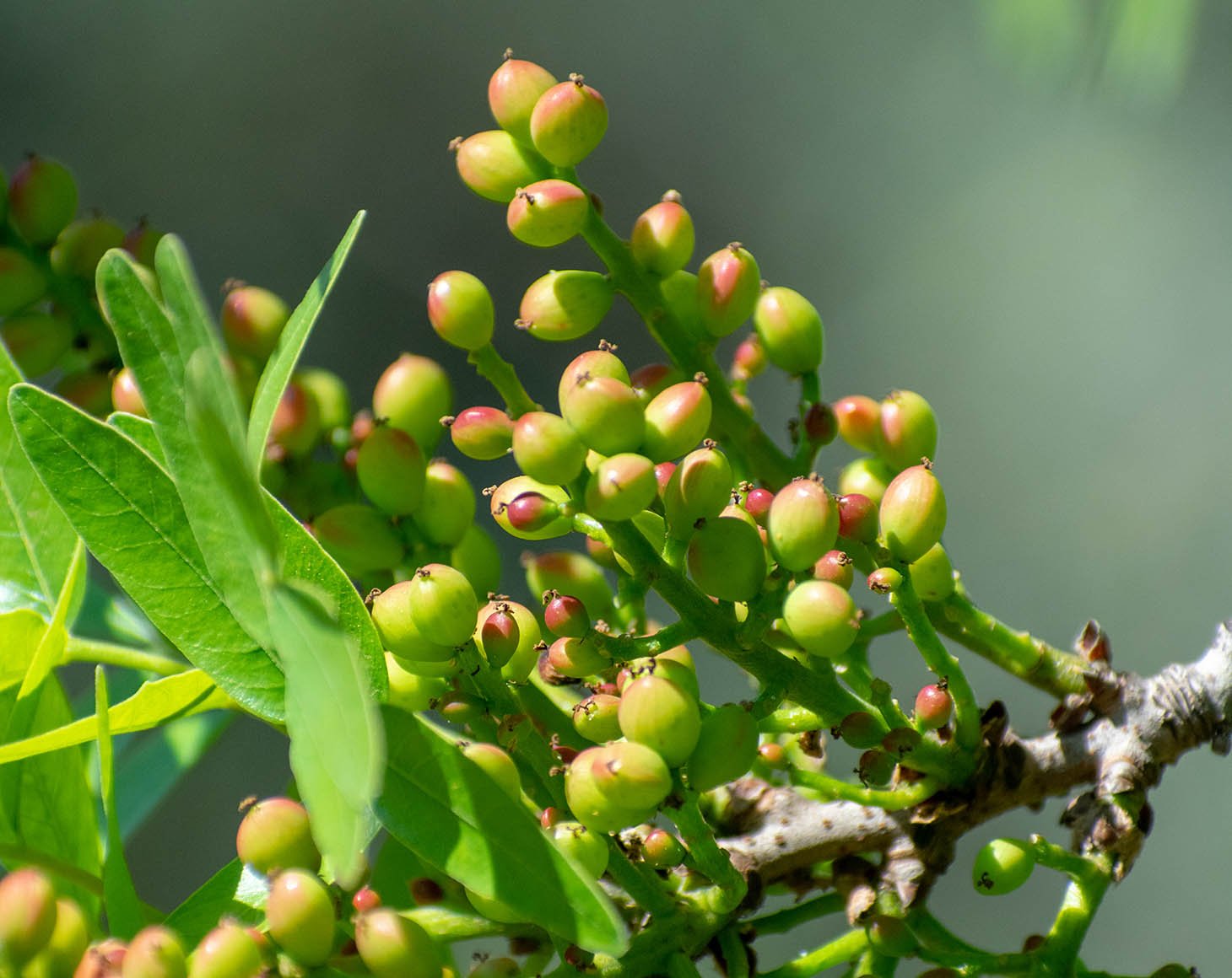 ripe-pistachio-tree