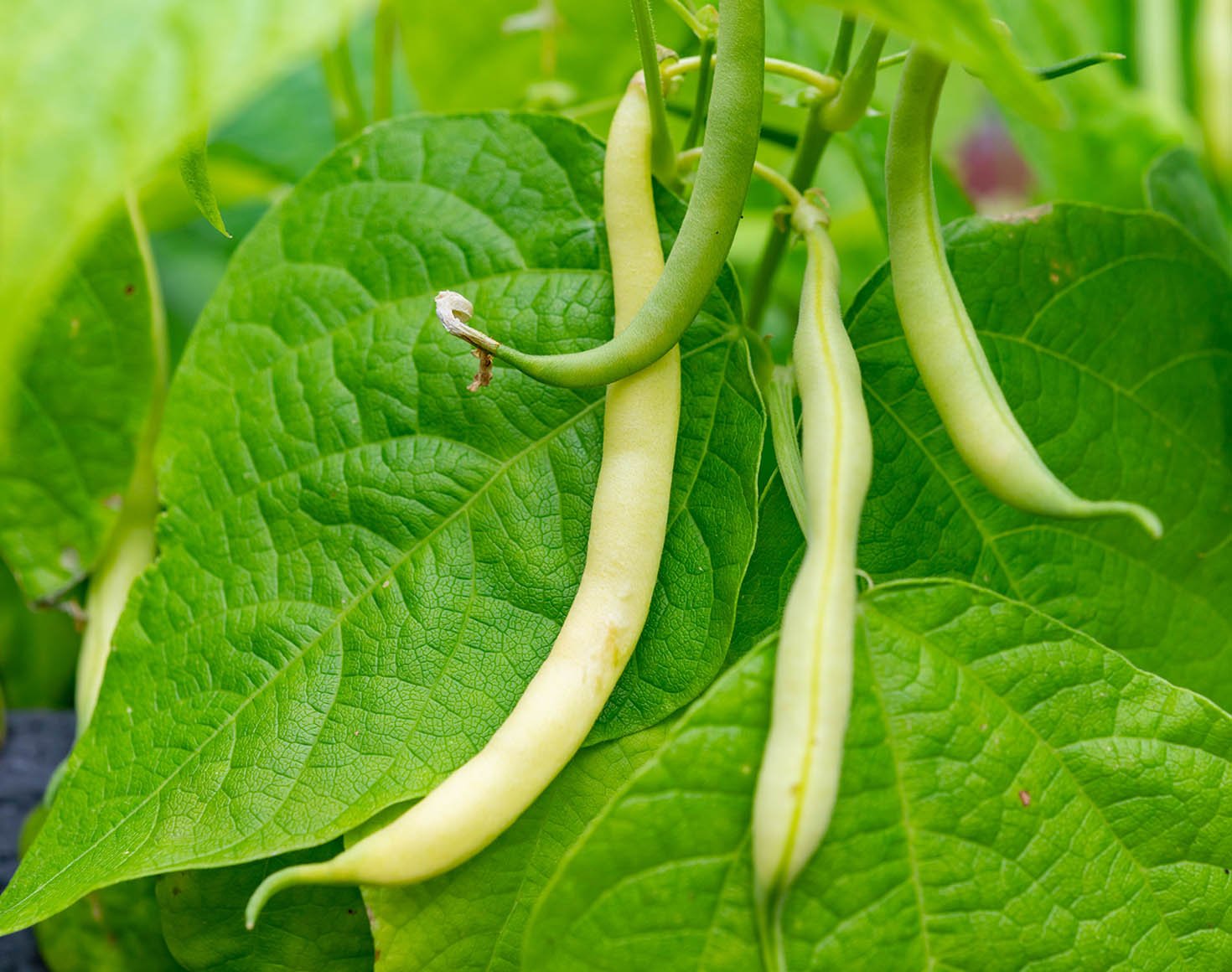 ripe-organic-cannellini-beans-hanging-on-plant-in-garden