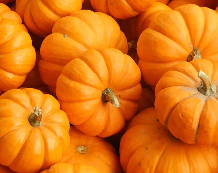 close-up-shot-fresh-pumpkins