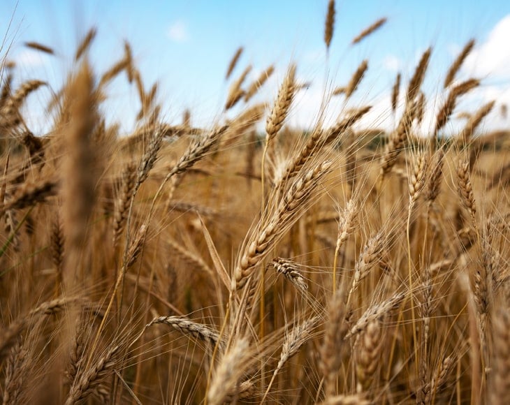 wheat-field-agriculture-harvest-min
