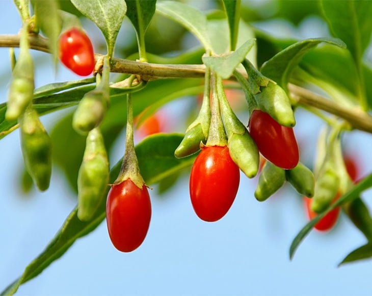 Goji Berries Plant