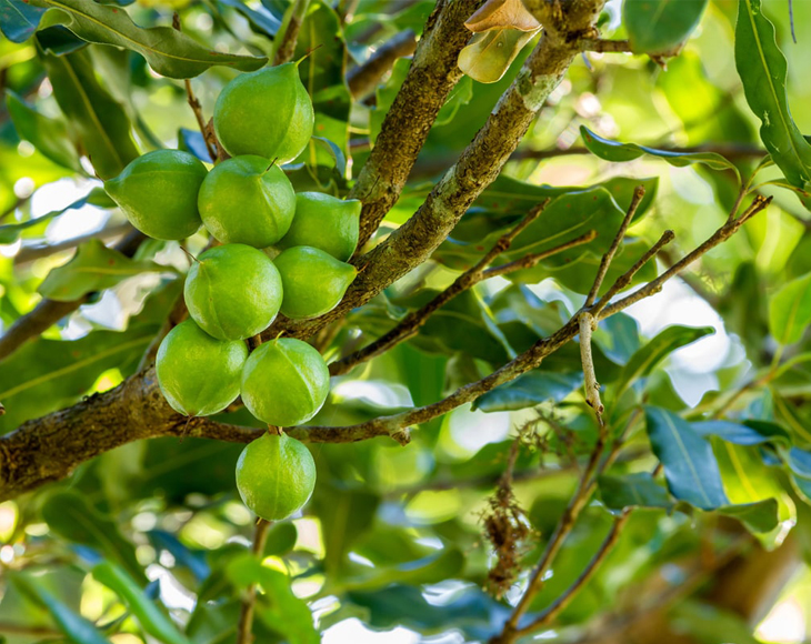 Macadamia Nut Pieces Buy in Bulk from Food to Live