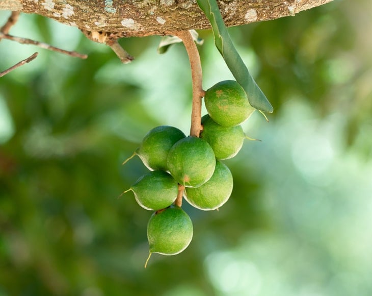 macadamia-nut-hanging-tree-min
