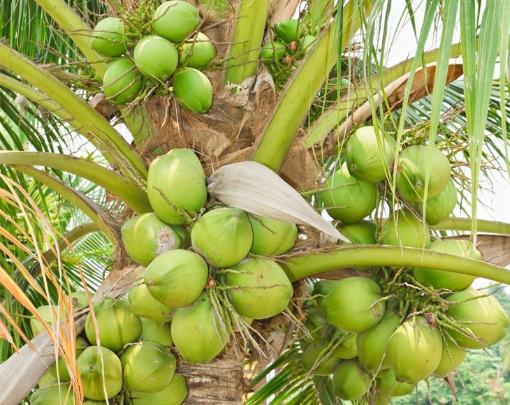 Cocnut Tree