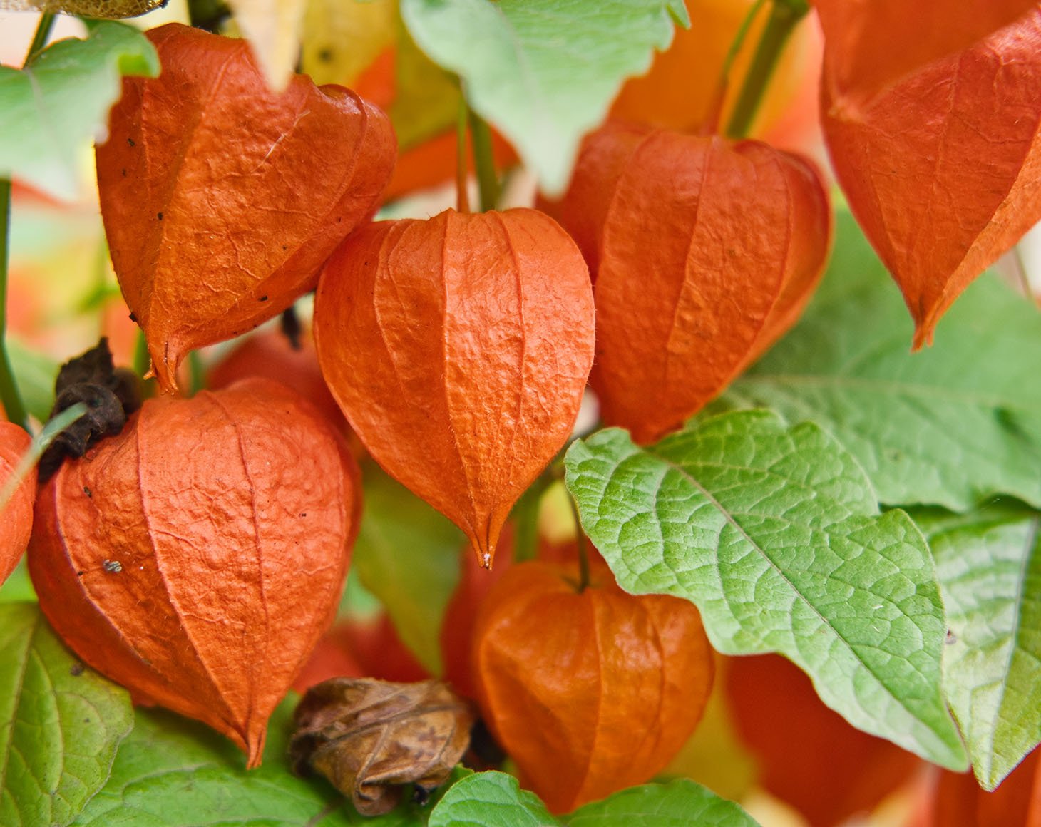 The physalis berry in red shell on branch. Orange lanterns of physalis among green leaves. Physalis gardening.