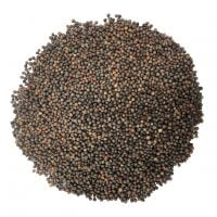 kale-seeds-main-image