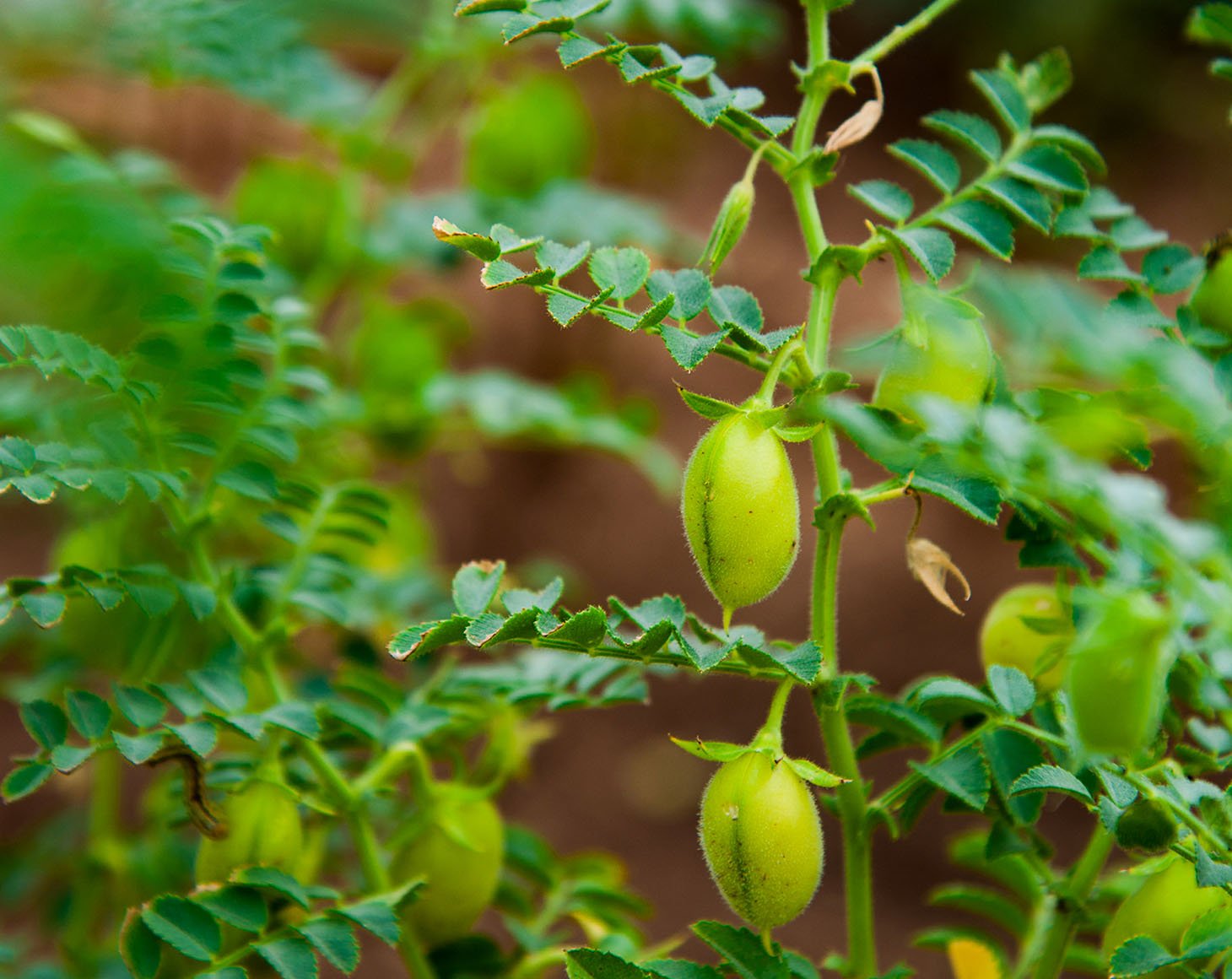 green-pod chickpea-are-growing-on-the-field