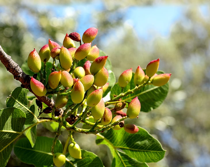 Growing pistachios on the branch of pistachio tree.