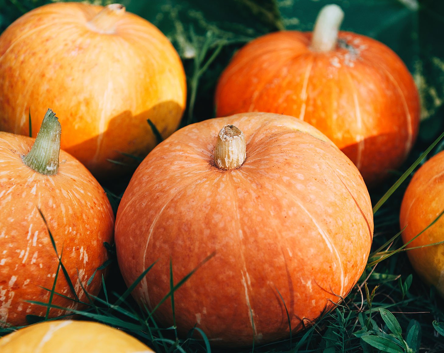 ripe-pumpkins-different-varieties