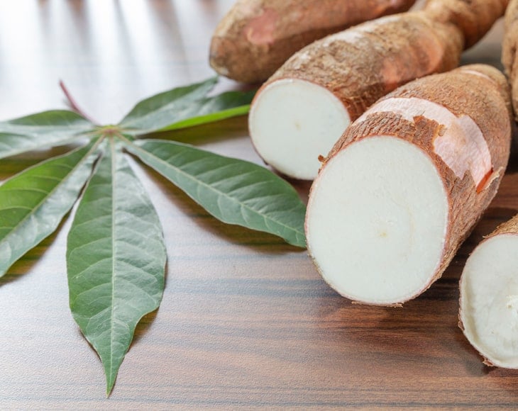 cassava-plant
