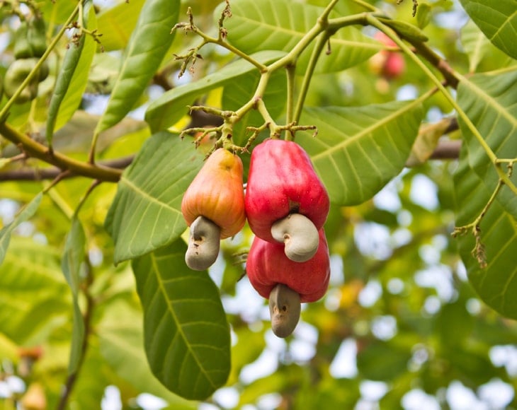 cashew-nuts-growing-on-a-tree-min
