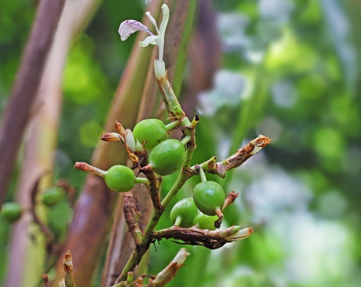 Organic-Green-Cardamom-Pods-plant-min