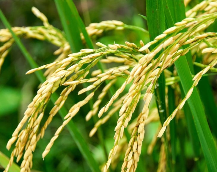 white rice field