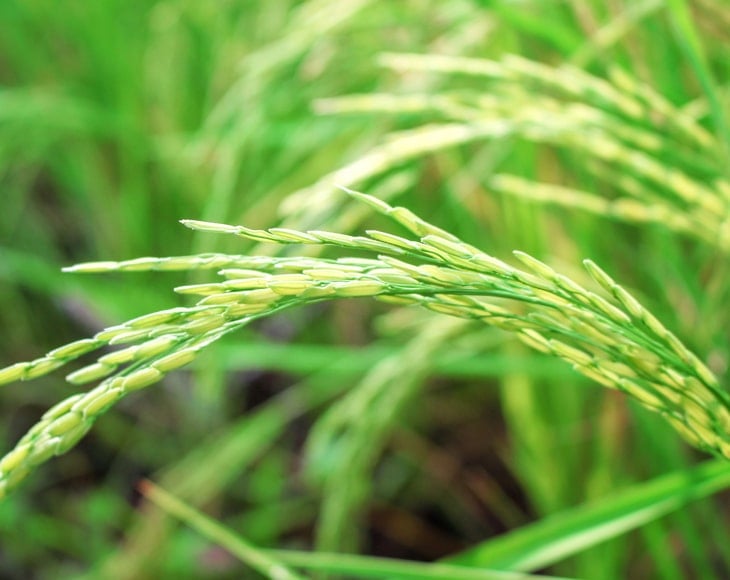 Long-Grain-Brown-Rice-plant