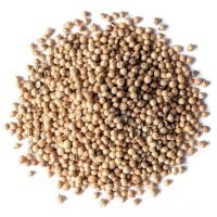organic-coriander-seeds-main