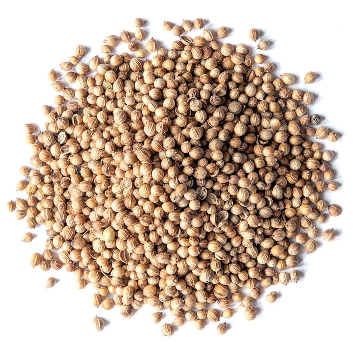 organic-coriander-seeds-main