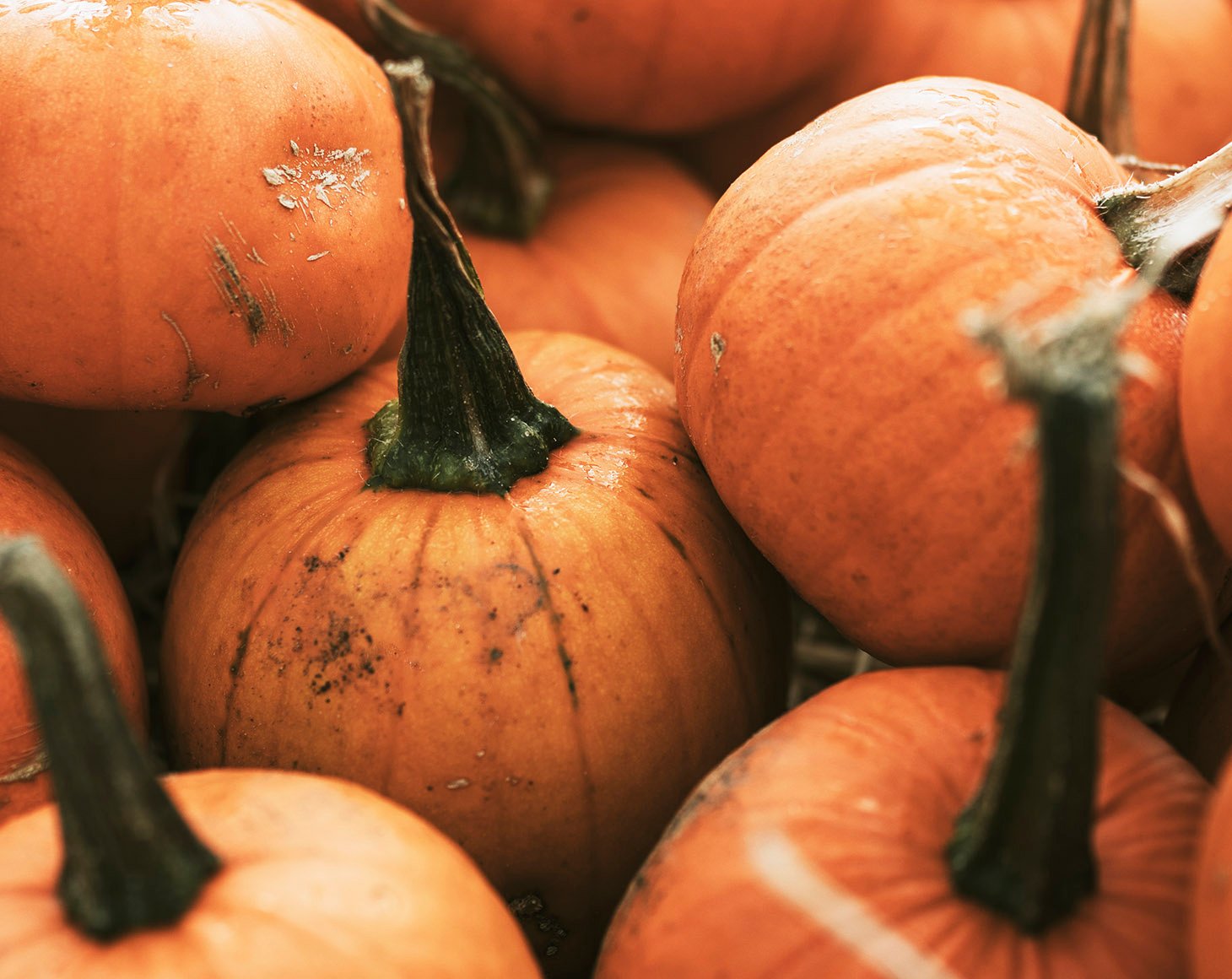 pumpkin-pile-close-up-background