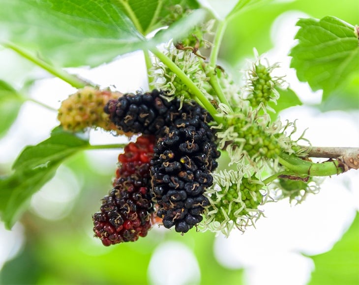 Organic Black Mulberries Plant