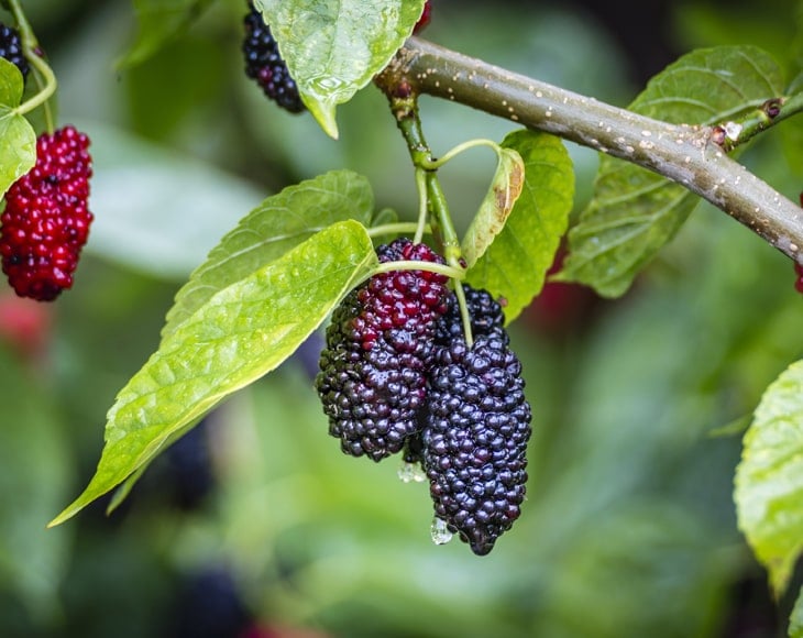 fresh-organic-black-mulberries-min