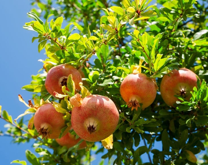 organic-pomegranate-tree-min