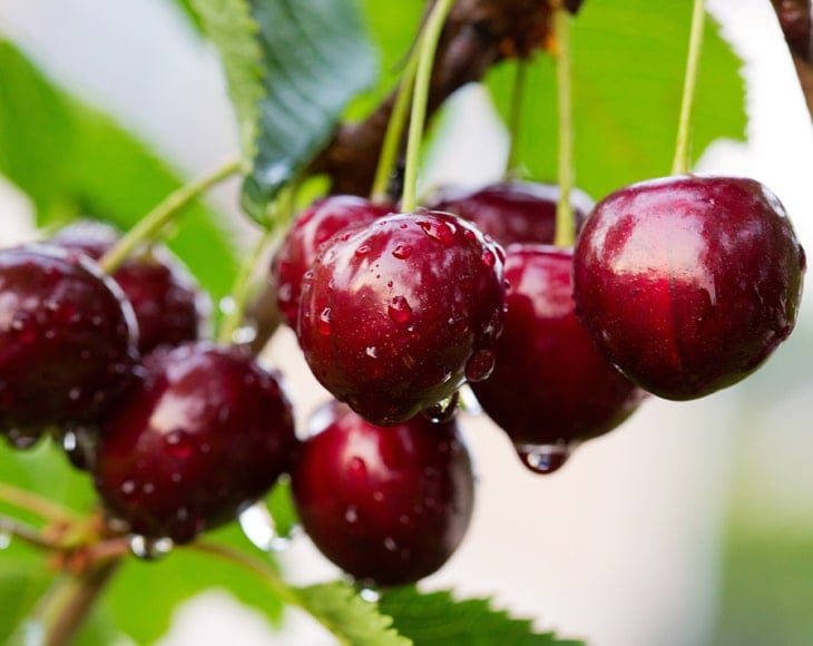 organic-sour-cherry-tree-branch-min