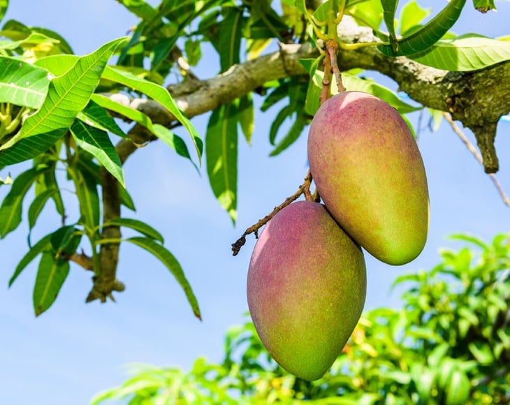 close-up-of-mango-fruit-on-a-mango-tree-min