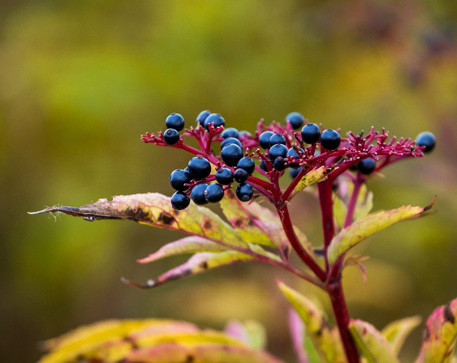 Elderberry branch with black berries on a blurred autumn background