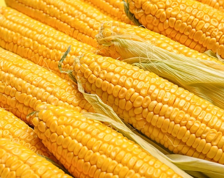 fresh-corn-cobs-min