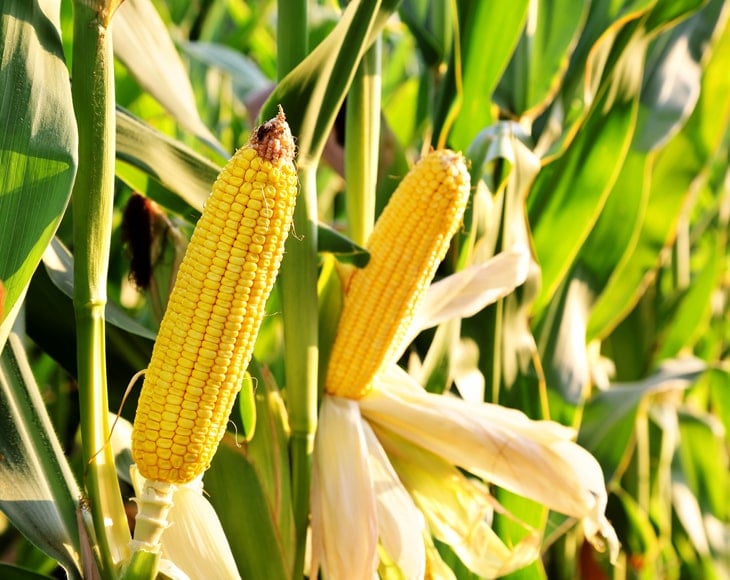 organic-yellow-whole-corn-plant-min
