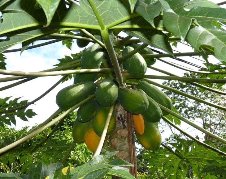 papaya-fruit-are-growing-on-tree-min