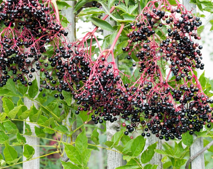 ripe-black-elderberry-bushels-min