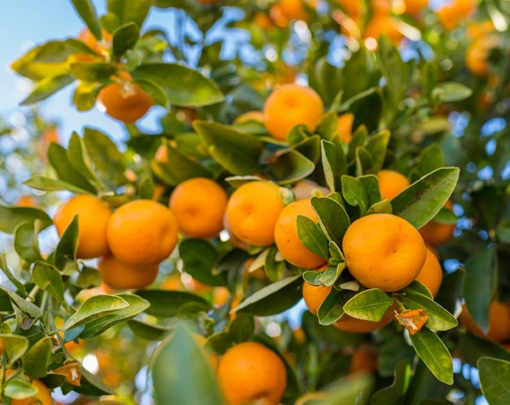 ripe-oranges-on-a-tree-close-up-min