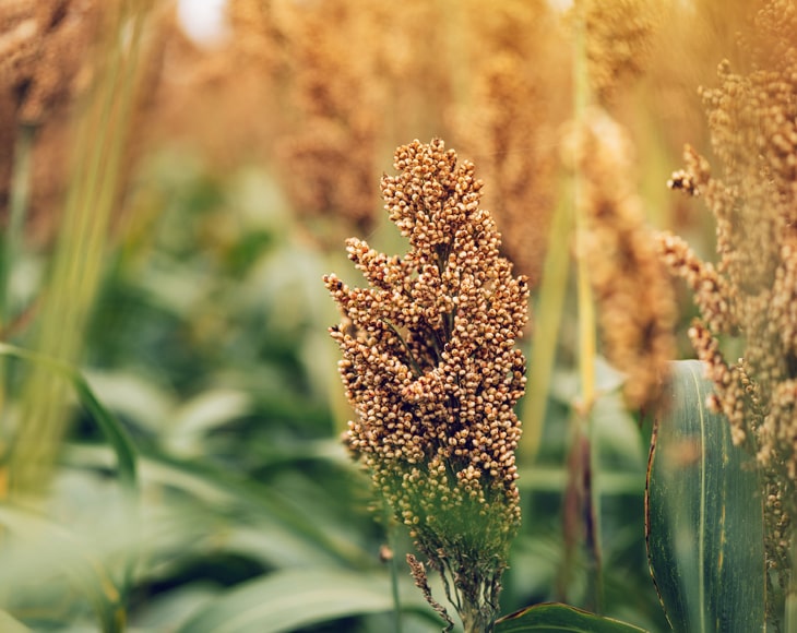 sorghum--flowering-plant-is-cultivated-and-grown-for-grains-min