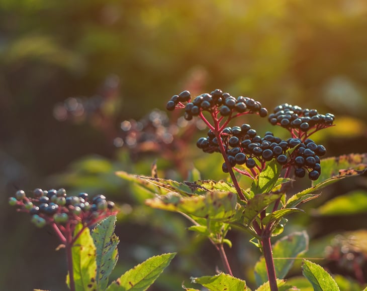 Black-Elderberry-plant