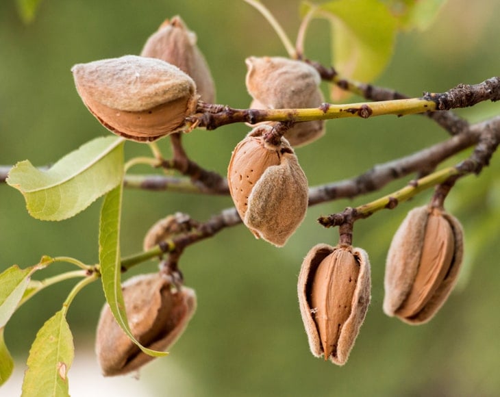 almonds-tree-min
