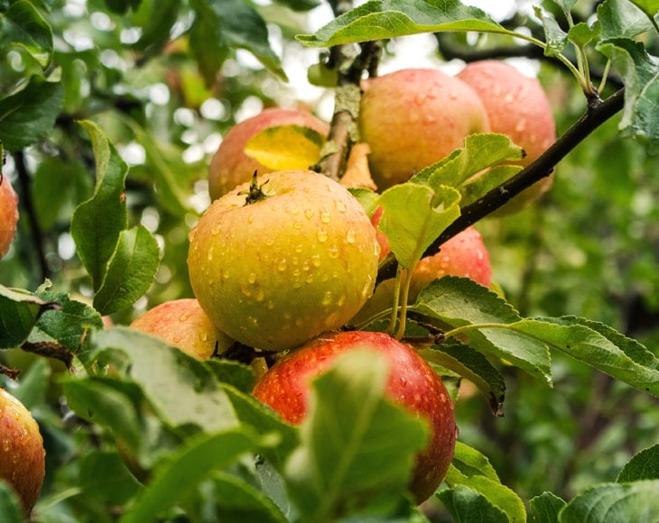 apples-on-a-tree-branch-min