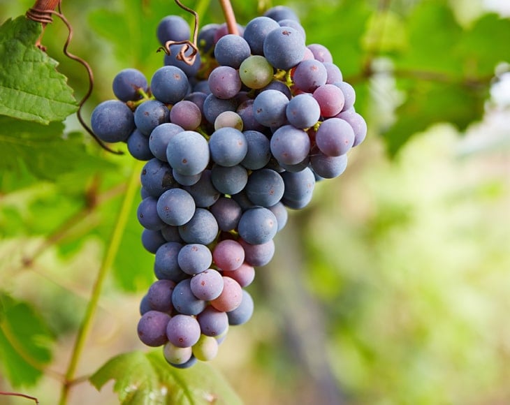 branch-of-freah-grapes-min