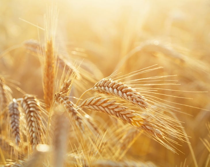 close-up-of-rye-ears-in-a-harvesting-period-min