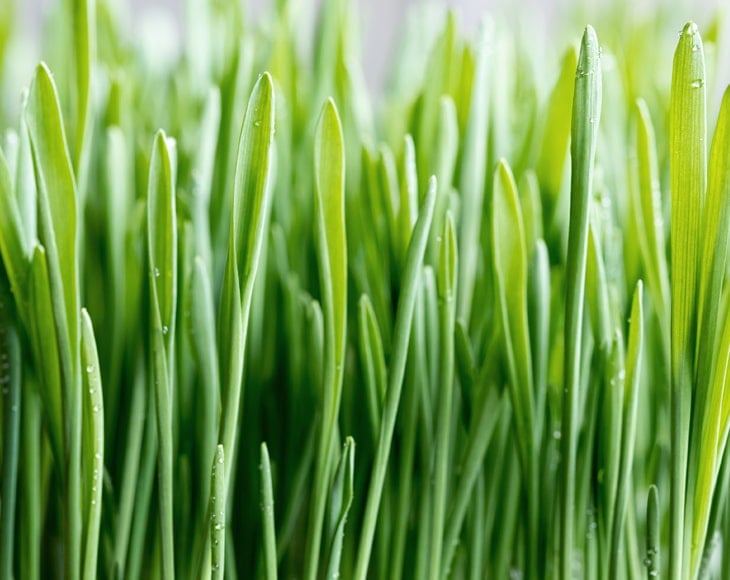 close-up-of-young-green-barley-grass-min