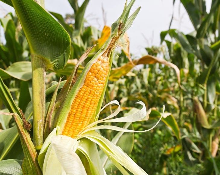 corn-field-min