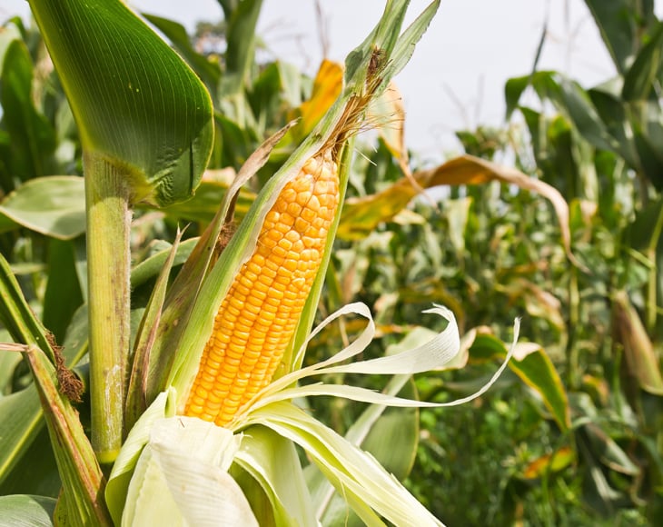 corn-on-the-stalk-in-the-field