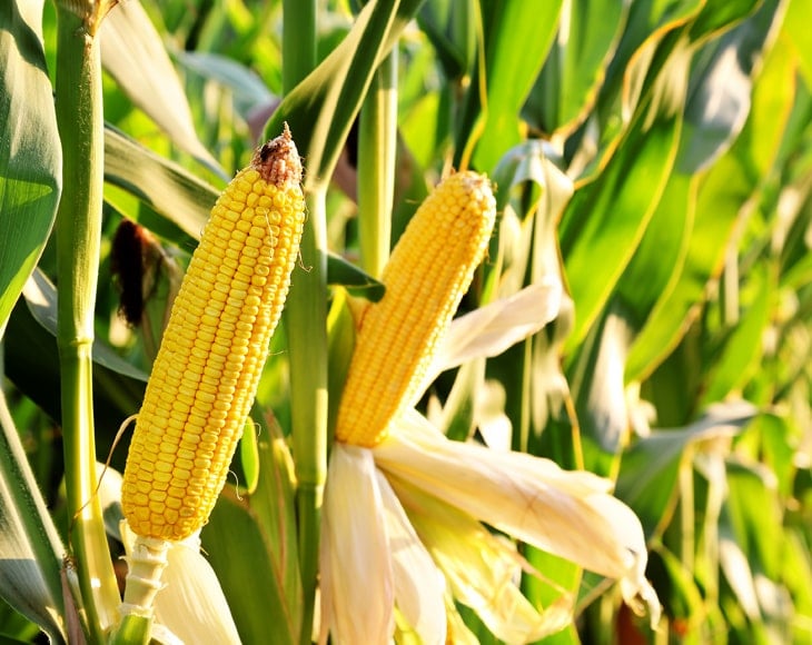 ear-of-corn-in-the-field-on-a-sunny-day-min