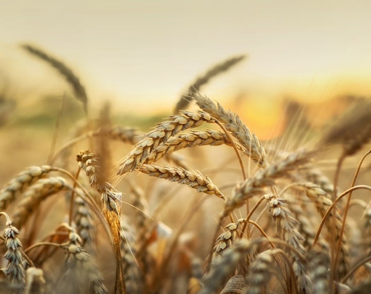 wheat-field-in-early-sunlight-min