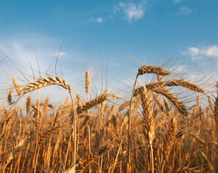 wheat-field-min