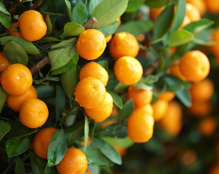 citrus-orange-grow-on-tree-min