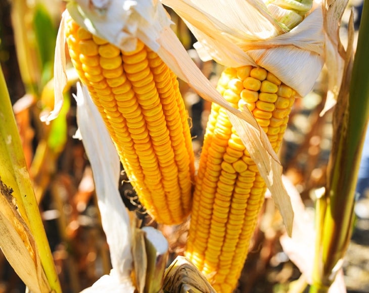 close-up-ripe-corn-on-the-stalk-min