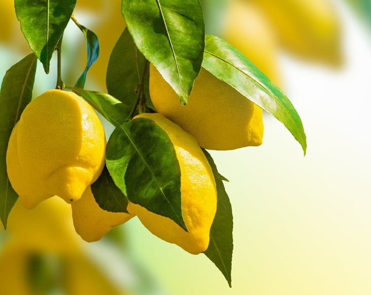 lemon-tree-min