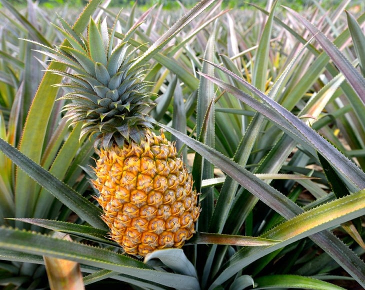 pineapple-tropical-fruit-growing-in-a-farm-min