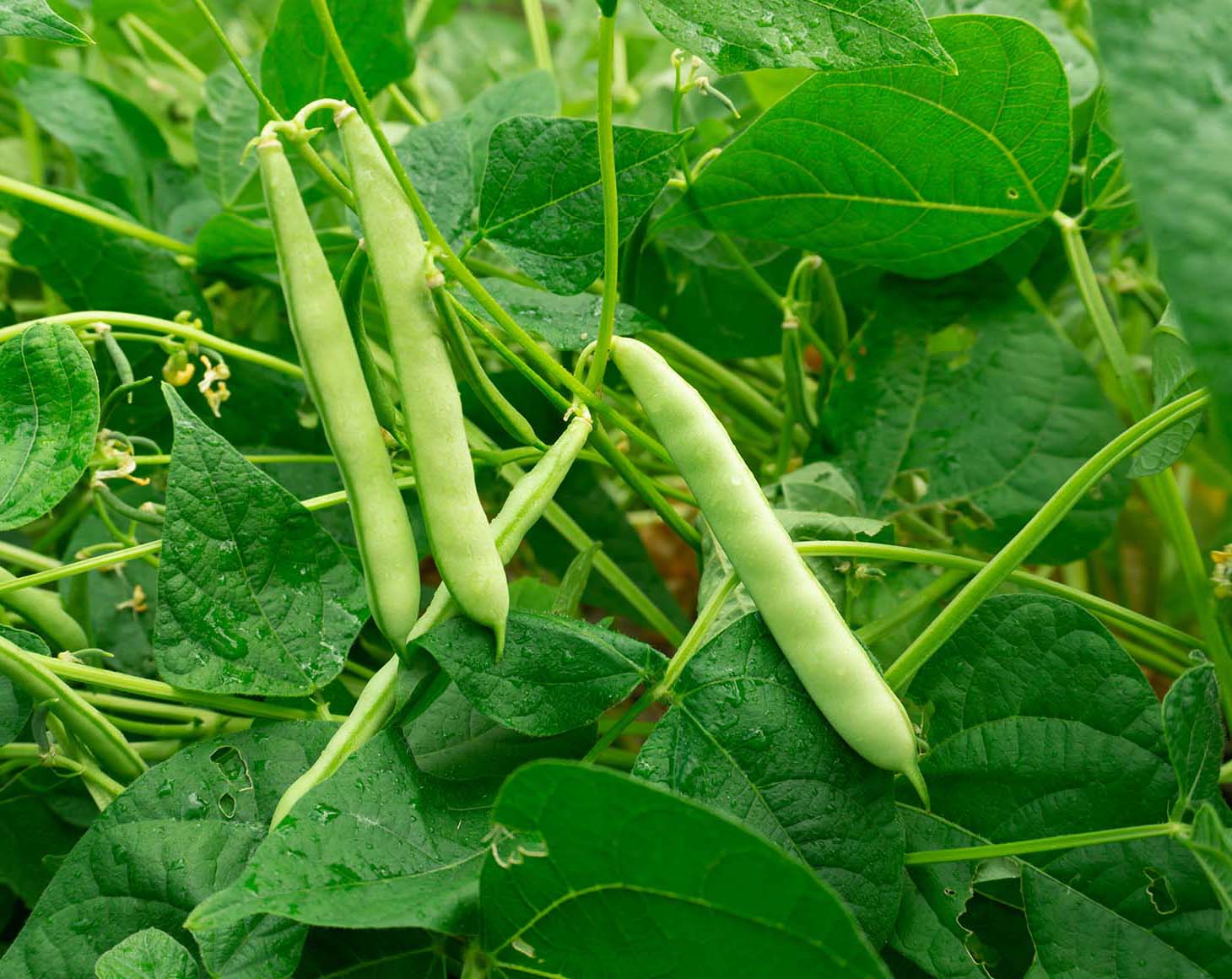 pinto-beans-grown